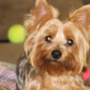 Meet your Posher, Lorie